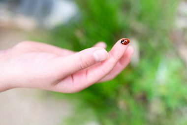 Bir kadının elinde uğur böceği