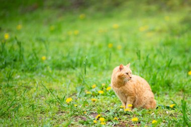 Kırmızı kedi yeşil doğada