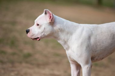 Dogo Argentino çimlerde rahatlar.
