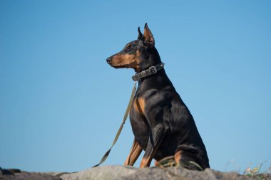 Mavi gökyüzü arka planında doberman köpeği