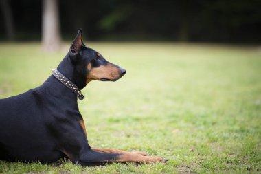 Doberman köpeği uzaklara bakıyor.