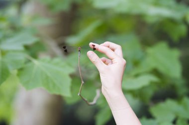 Yusufçuğu yakalamaya çalışan bir el.