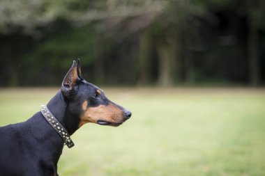 Doberman köpeği uzaklara bakıyor.