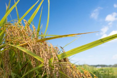 Pirinç kulaklar ve mavi gökyüzü