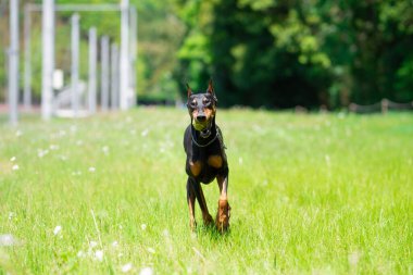 Doberman köpeği çayırda koşuyor.