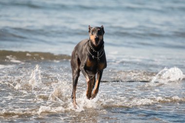 Doberman portresi doğada gölün yanında.