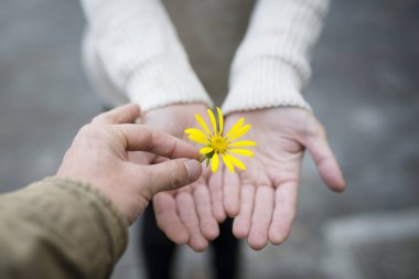 Sarı çiçekli erkek ve kadın elleri