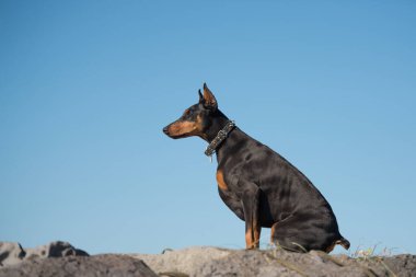 Mavi gökyüzü arka planında köpek doberman