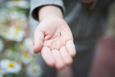 Küçük bir peygamber devesi tutan çocuk