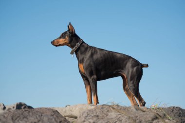 Mavi gökyüzü arkaplanındaki köpek