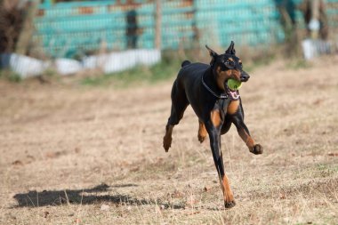 Doberman köpeği çayırda koşuyor.