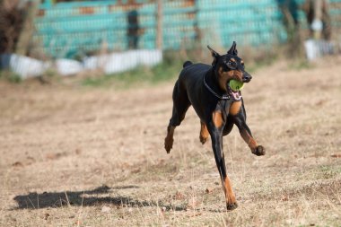 Doberman dog running the prairie clipart