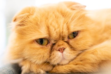 Sevimli egzotik kısa saçlı kedi türü.