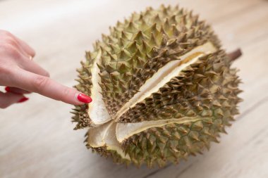 Kadının eli olgun ve çatlak bir Durian 'ı işaret ediyor.