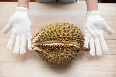 Bir kadının eldivenli eli durian tutmaya çalışır.