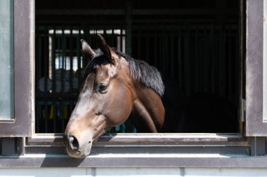 Kahverengi at ahırda, yaklaşın.
