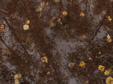 Sonbahar yapraklarıyla dolu bir su birikintisindeki ağaçların yansıması.