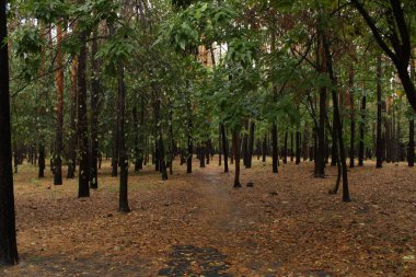 Şehirdeki Sonbahar Ormanı parkı yağmurdan sonra. 