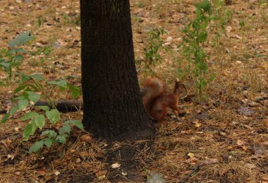 Sonbahar orman parkındaki doğal ortamda sincap.