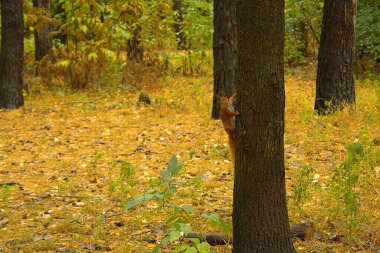 Sonbahar orman parkındaki ağaçta sincap var. 