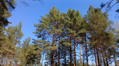 Baharda mavi gökyüzü ve çam ağaçları
