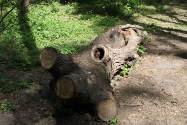 Ormandaki eski ağaç gövdesi