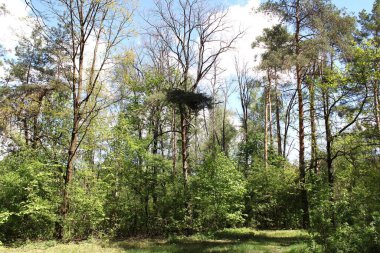 Bir ağacın alışılmadık tacı.