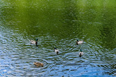 Bir grup ördek gölde yüzüyor.