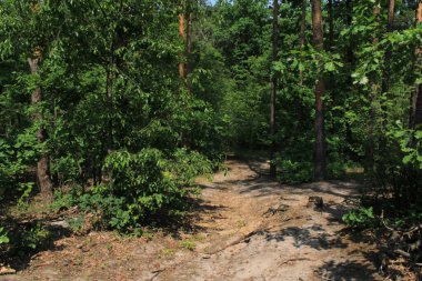 Yaz ormanı yolu, güneşli gün, yeşil yapraklar