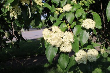 Yeşil yapraklı arka planda Tilia çiçekleri