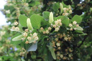 Gündüz vakti açık havada yetişen renk yapraklarını kapat