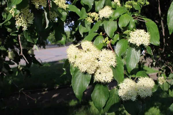 Yeşil yapraklı arka planda Tilia çiçekleri