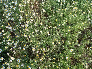 Bahçedeki beyaz çiçek