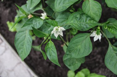 Bitkinin içinde patlıcan çiçeği