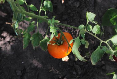 Bir dalda kırmızı domates