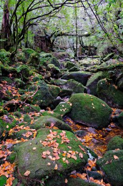 Foresta secolare sull'isola di Yakushima, Giappone clipart