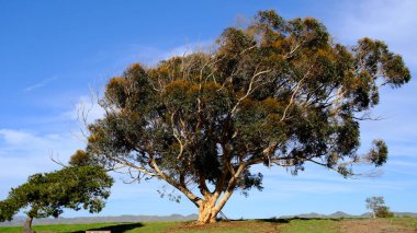 Bir tarlada ağacın altında bir bank
