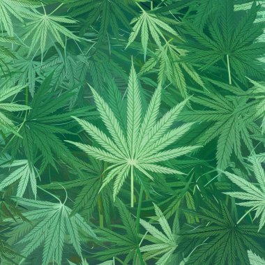 Kenevir esrarı kenevir yaprağı yeşil arka plan şifalı ot bitkisi