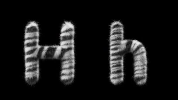 3D动画的大写字母H Wool和小写字母H Wool风格的斑马动物 该文件包含一个阿尔法通道 Prores4 Rgba — 图库视频影像