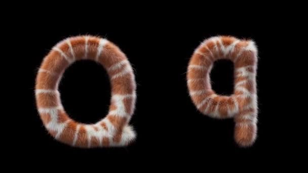 大写字母Q和小写字母Q的3D动画羊毛是长颈鹿的风格 该文件包含一个阿尔法通道 Prores4 Rgba — 图库视频影像
