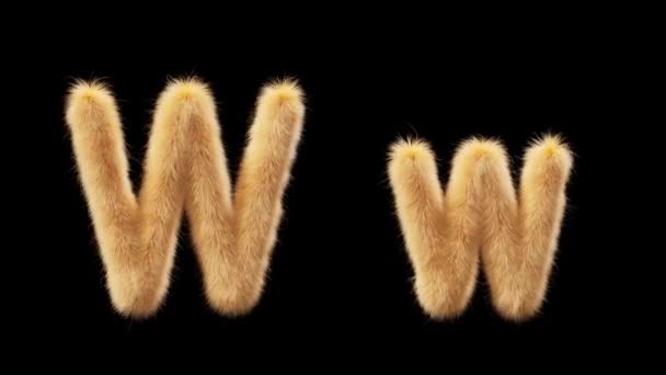 Animace Velkého Malého Vlněného Písmene Wool Stylu Domácího Mazlíčka Chick — Stock video