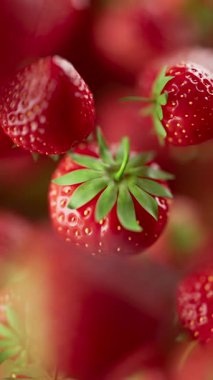 Çilek grubunun animasyonu. Birçok çilek uzayda arka planda yavaşça döner. Dikey kompozisyon. Defoktus. Yakın plan..