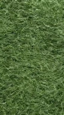 3D animasyon uzun yeşil çimenler rüzgarda hafifçe hareket ediyor. Doğa projeleri, arka plan görselleri ve çevresel içeriği yatıştırmak için mükemmel sakin, doğa sahnesi. Gerçekçi ve atmosferik.