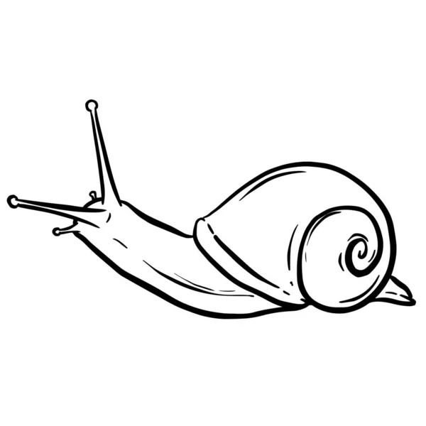 Linienkunst Umriss Einer Gartenschnecke Mit Muschel Für Logo Oder Maskottchen — Stockvektor