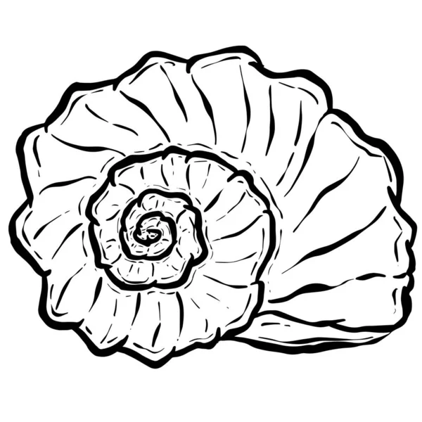 Conch Sea Snail Shell Contouren Cartoon Style Logo Design Vector — Stockvector