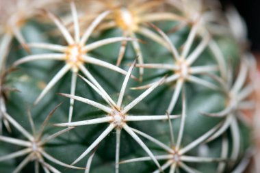 Bir Kaktüsün Yakın Çekimi veya Kaktüs Sulu Yeşil Spike Bitkisi