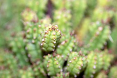 Bir Kaktüsün Yakın Çekimi veya Kaktüs Sulu Yeşil Spike Bitkisi