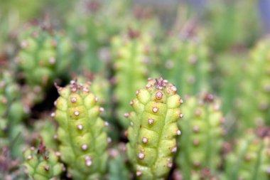 Bir Kaktüsün Yakın Çekimi veya Kaktüs Sulu Yeşil Spike Bitkisi