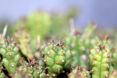 Bir Kaktüsün Yakın Çekimi veya Kaktüs Sulu Yeşil Spike Bitkisi