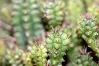 Bir Kaktüsün Yakın Çekimi veya Kaktüs Sulu Yeşil Spike Bitkisi